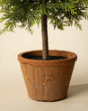 15.5" Cypress Faux Potted Topiary 3