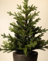 3' Norway Pre-Lit Faux Potted Tree 3